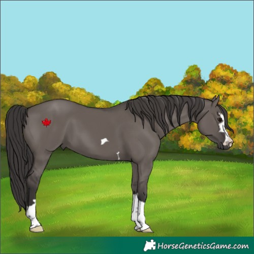 Horse Color:Smoky Grullo 