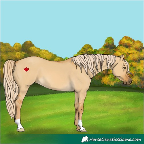 Horse Color:Palomino Dun 