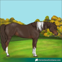 Horse Color:Liver Chestnut Tobiano 