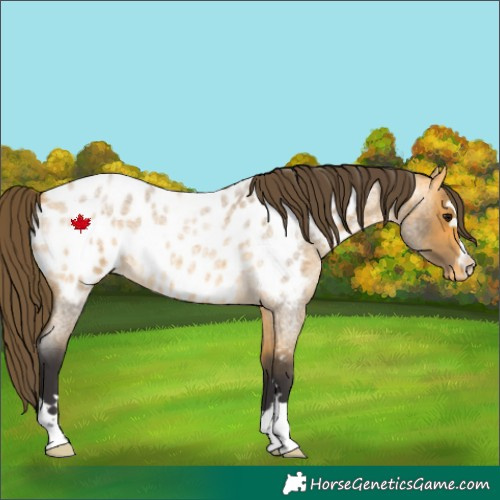 Horse Color:Buckskin Roan Appaloosa 