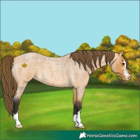 Horse Color:Buckskin Roan Varnish 