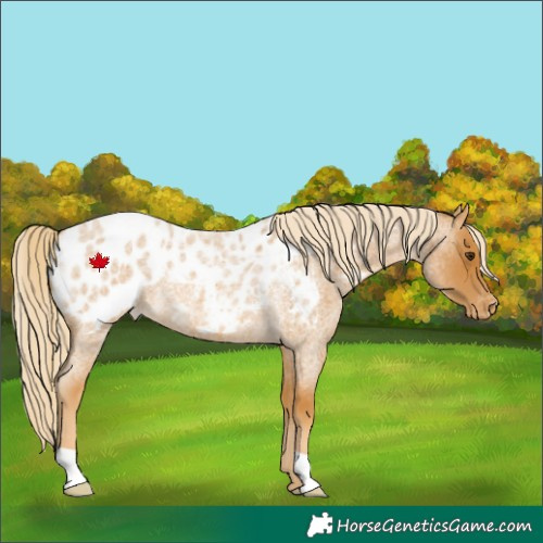Horse Color:Palomino Roan Appaloosa 