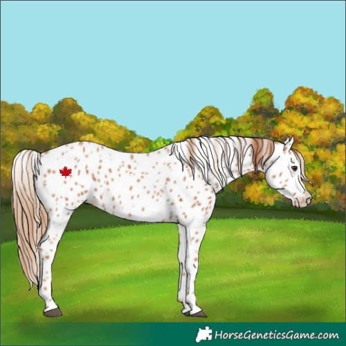 Horse Color:Chestnut Appaloosa 