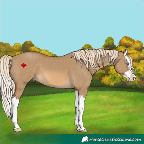 Horse Color:Chocolate Palomino Dun Splash 