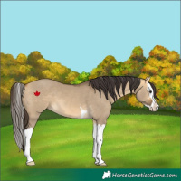 Horse Color:Buckskin Dun Splash