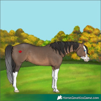 Horse Color:Brown Dun Splash