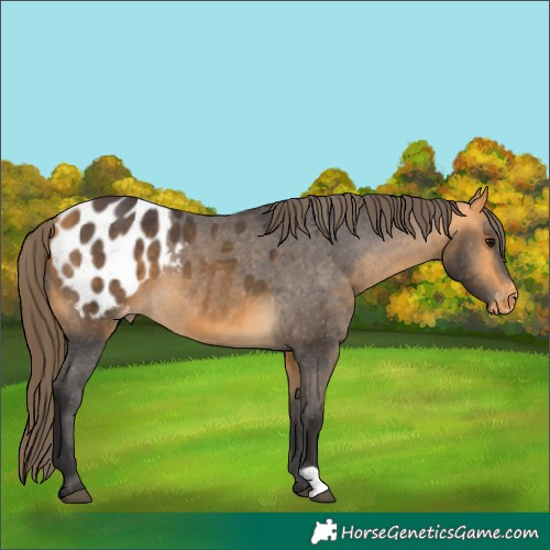 Horse Color:Buckskin Blanket 