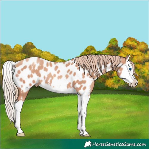 Horse Color:Gold Champagne Splash Near Leopard 