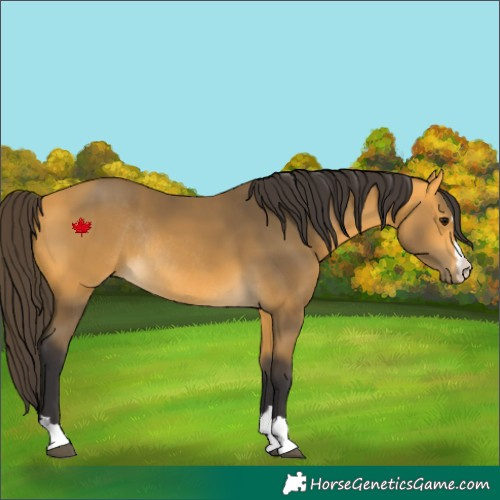 Horse Color:Buckskin Rabicano 