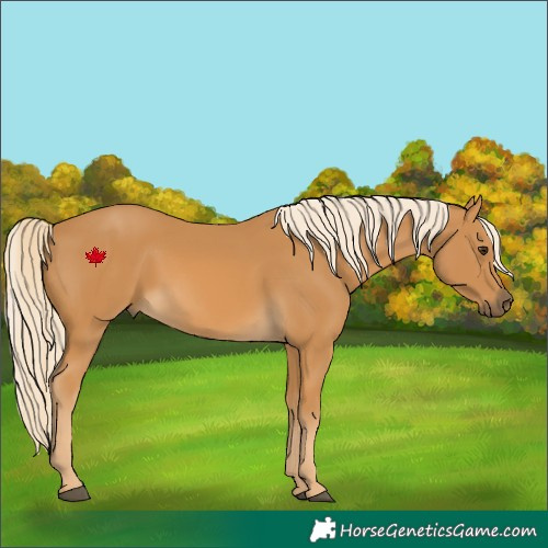 Horse Color:Palomino Rabicano 