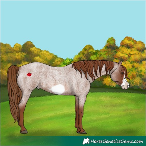 Horse Color:Red Roan Frame 