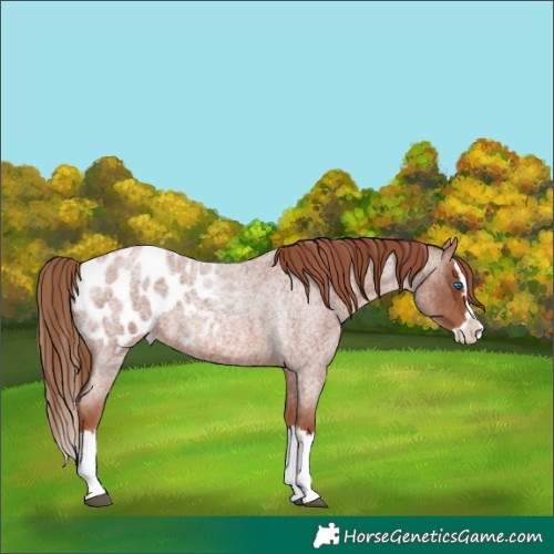 Horse Color:Red Roan Splash Appaloosa 