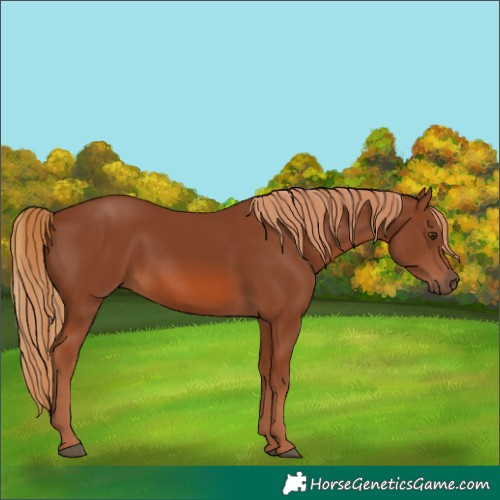 Horse Color:Chestnut 