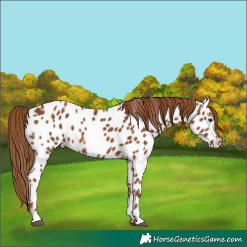 Horse Color:Chestnut Appaloosa 