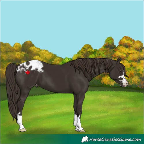 Horse Color:Liver Chestnut Appaloosa 