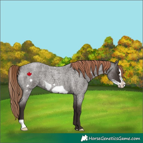 Horse Color:Liver Red Roan Frame 