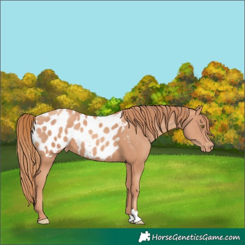 Horse Color:Gold Champagne Appaloosa 