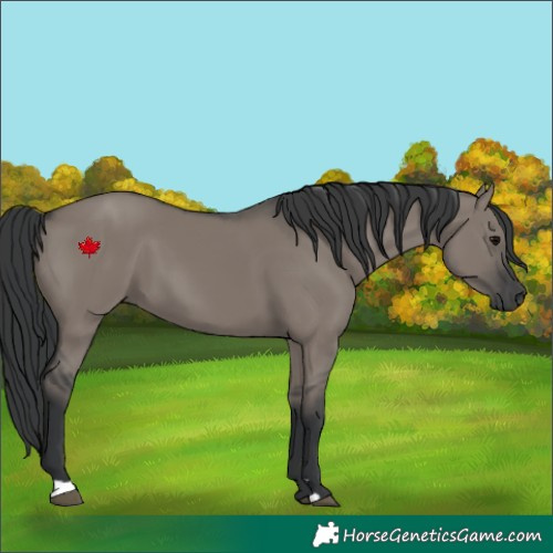 Horse Color:Grullo 