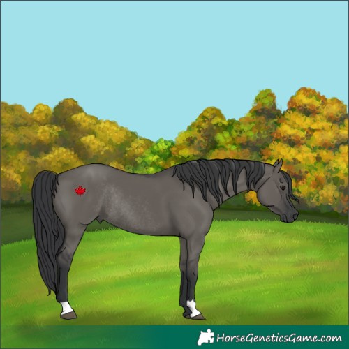 Horse Color:Grullo Rabicano 