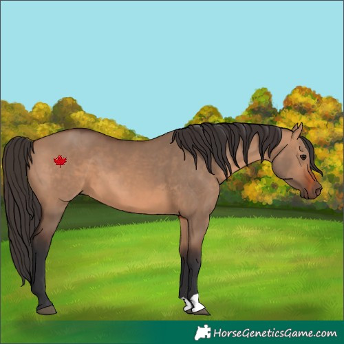 Horse Color:Bay Dun 