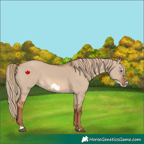 Horse Color:Red Dun Frame 