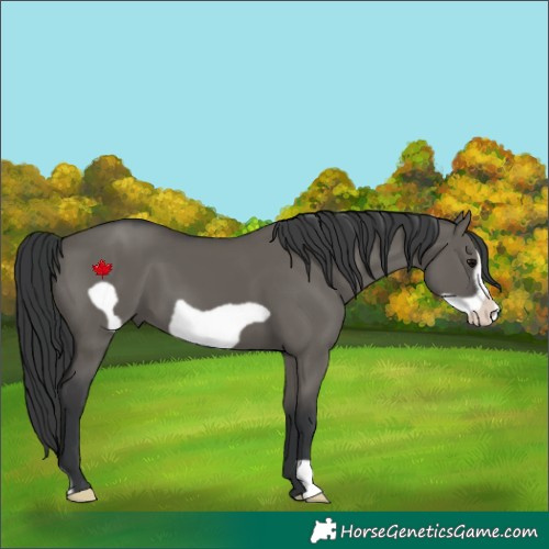 Horse Color:Grullo Frame 