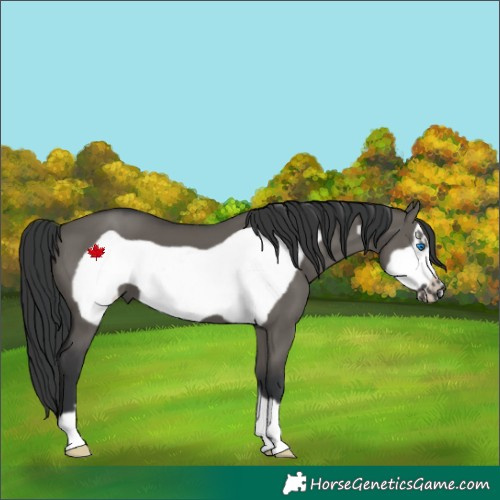 Horse Color:Grullo Frame 