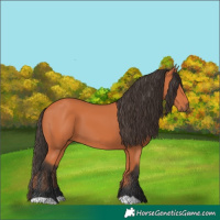 Horse Color:Bay 