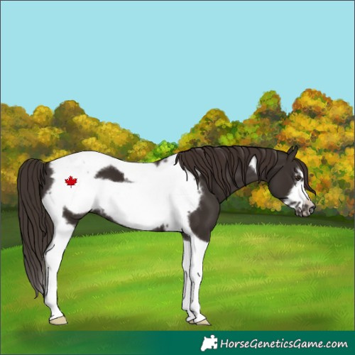 Horse Color:Liver Chestnut Tobiano Frame 