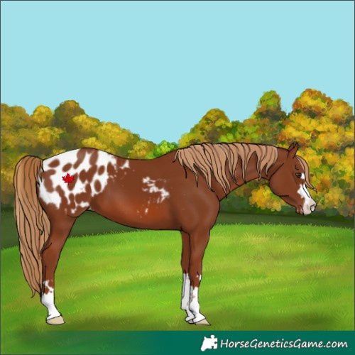 Horse Color:Chestnut Appaloosa 