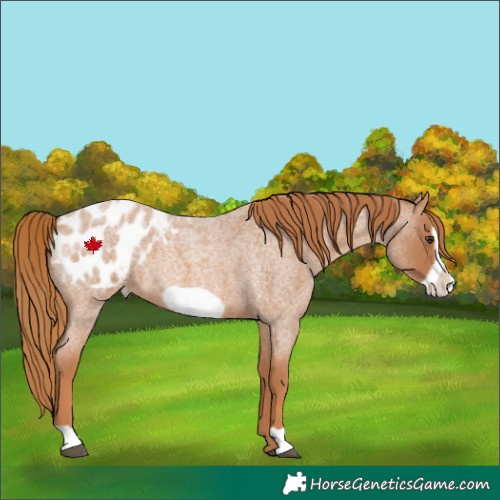 Horse Color:Red Roan Frame Appaloosa 