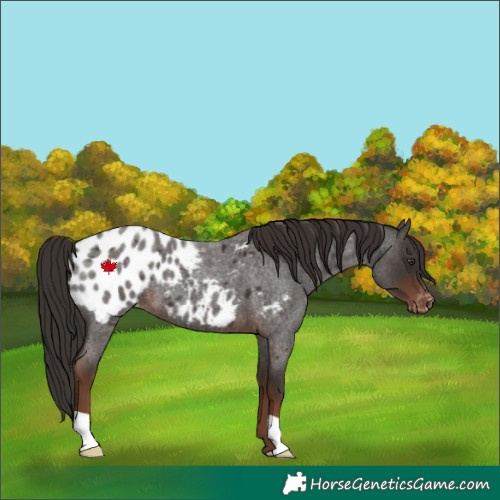 Horse Color:Liver Red Roan Appaloosa 