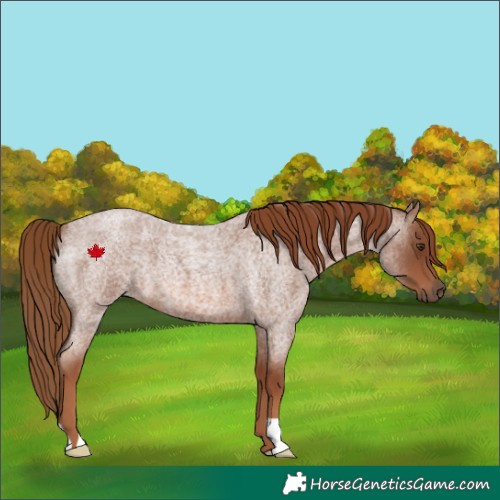 Horse Color:Red Roan 