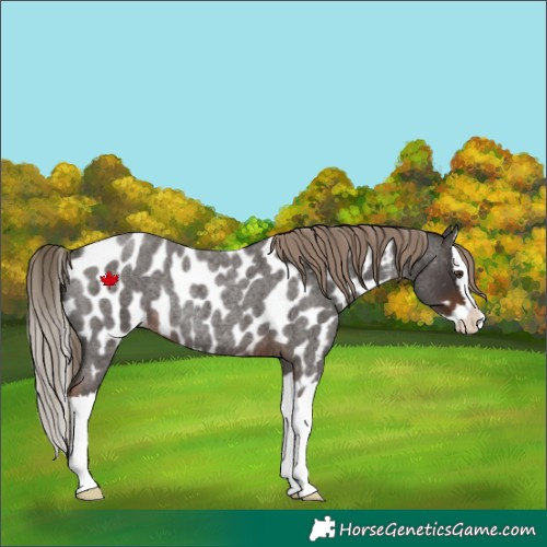 Horse Color:Liver Red Roan Splash Near Leopard Rabicano 