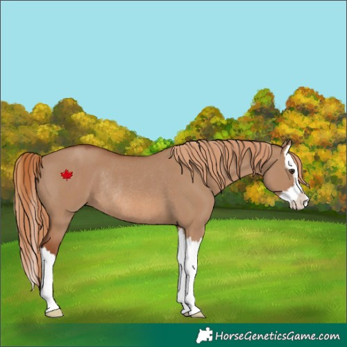 Horse Color:Red Dun Splash Rabicano 