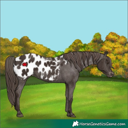 Horse Color:Liver Chestnut Appaloosa 