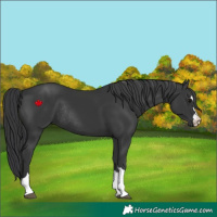 Horse Color:Black Rabicano