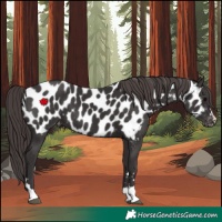 Horse Color:Smoky Black Appaloosa 