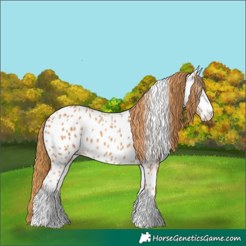 Horse Color:Chestnut Appaloosa 
