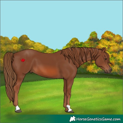 Horse Color:Chestnut 