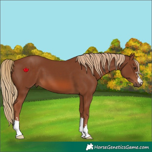 Horse Color:Chestnut 