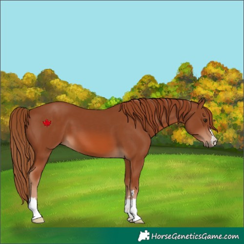 Horse Color:Chestnut 