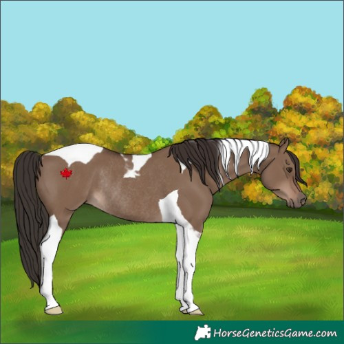 Horse Color:Liver Red Dun Tobiano Rabicano 