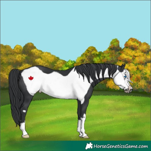 Horse Color:Black Frame 