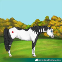 Horse Color:Black Frame 