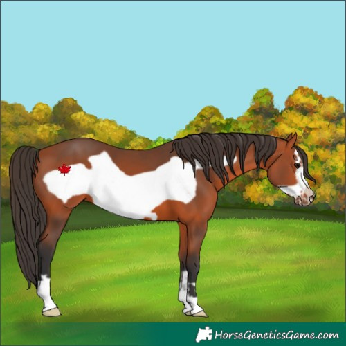 Horse Color:Bay Frame 