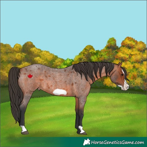 Horse Color:Bay Roan Frame 