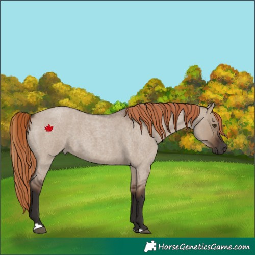 Horse Color:Liver Red Dun Roan 