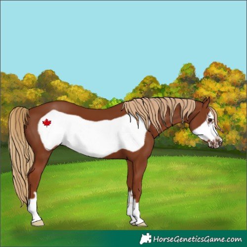 Horse Color:Chestnut Frame 
