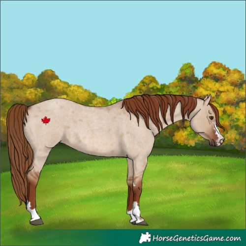 Horse Color:Red Dun Roan 
